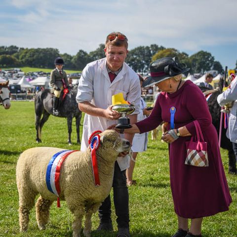 Ryeland sheep, Kington Show
