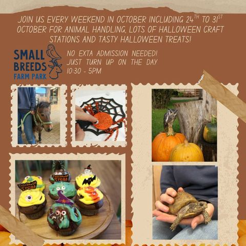 A poster of Halloween activities