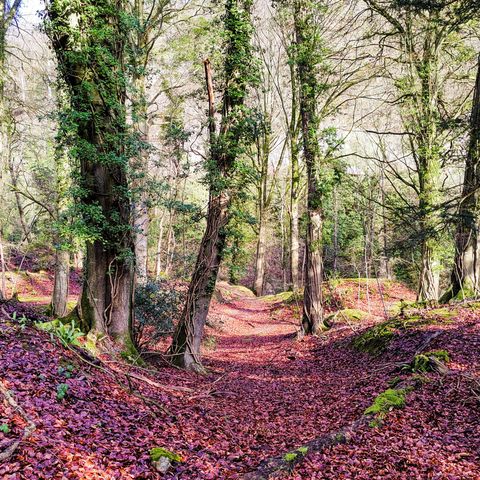 symonds yat