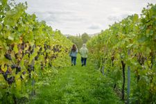 two people walking in vineyard
