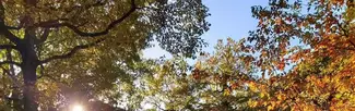 Queenswood Arboretum