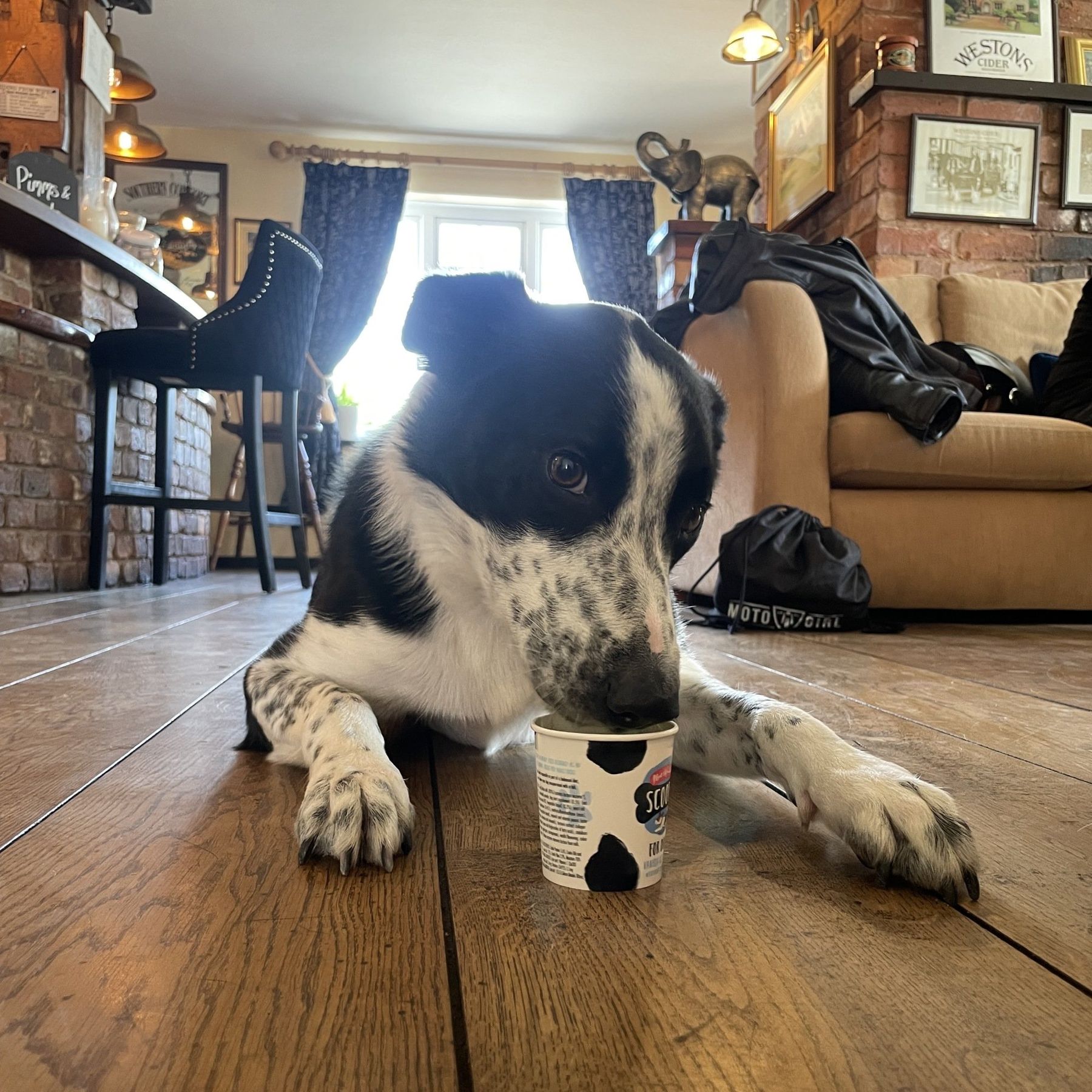 Dog Friendly - Doggy Dinner on the Menu