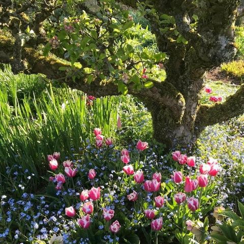 springtime flowers under a tree