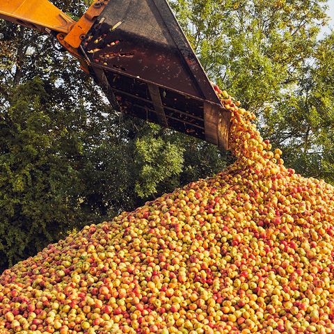 apples