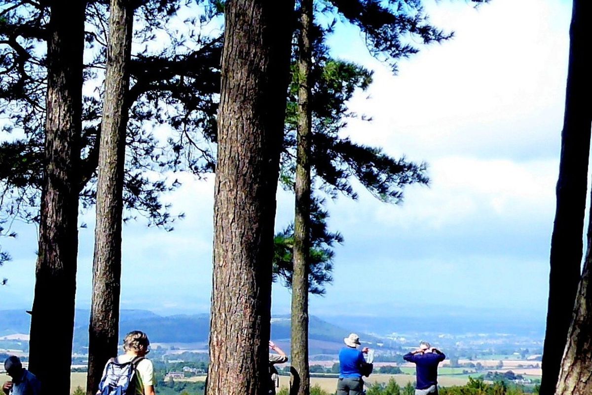 Ross Walking Festival