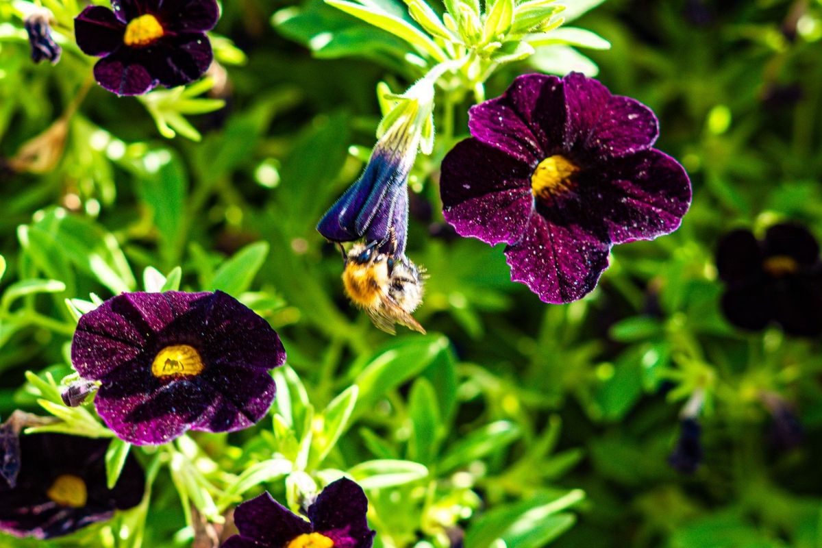 National Garden Scheme Open Day