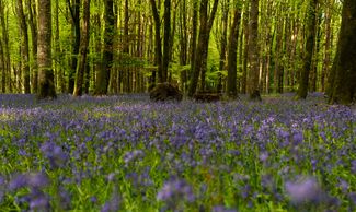 Bluebell Wood