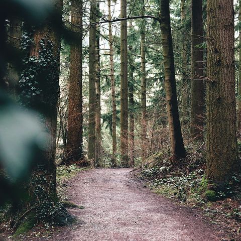 Mortimer Woods