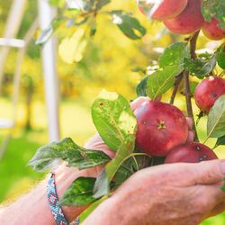 Hands holding apples