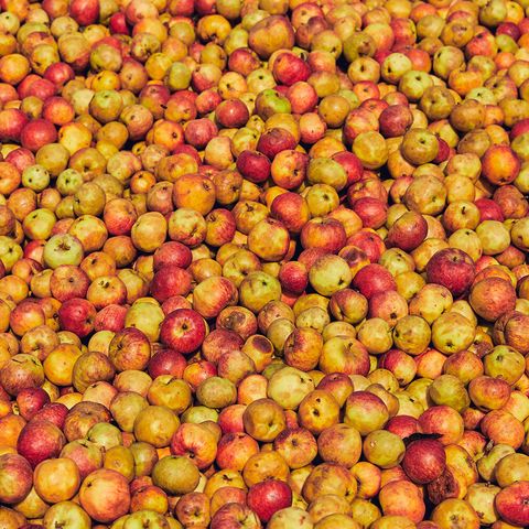 Cider apples