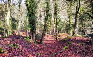 symonds yat