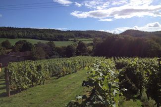coddington vineyard