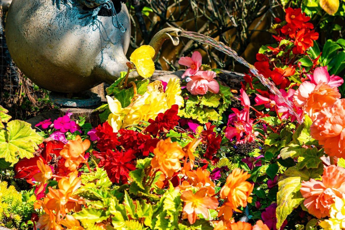 National Garden Scheme Open Day