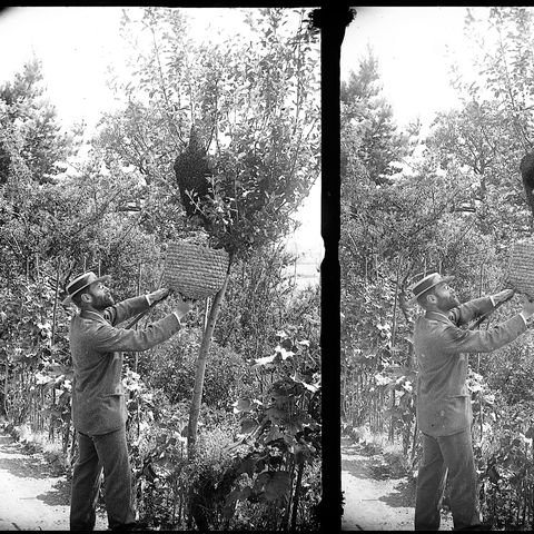 Alfred Watkins tending to some bees
