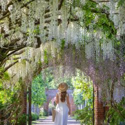 Lady looks up at blue wisteria arch - Credit Jonathan buckley