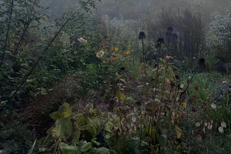 medicinal plants in a garden
