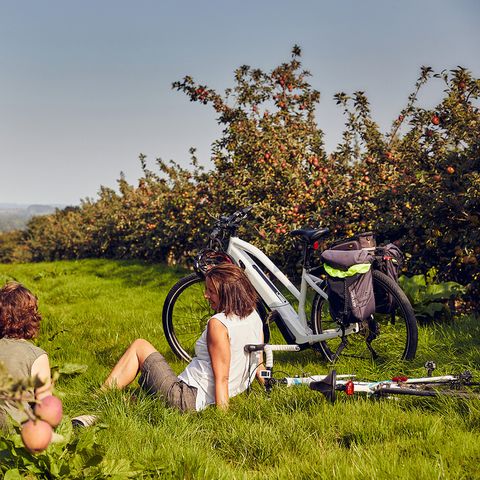Cider Orchard