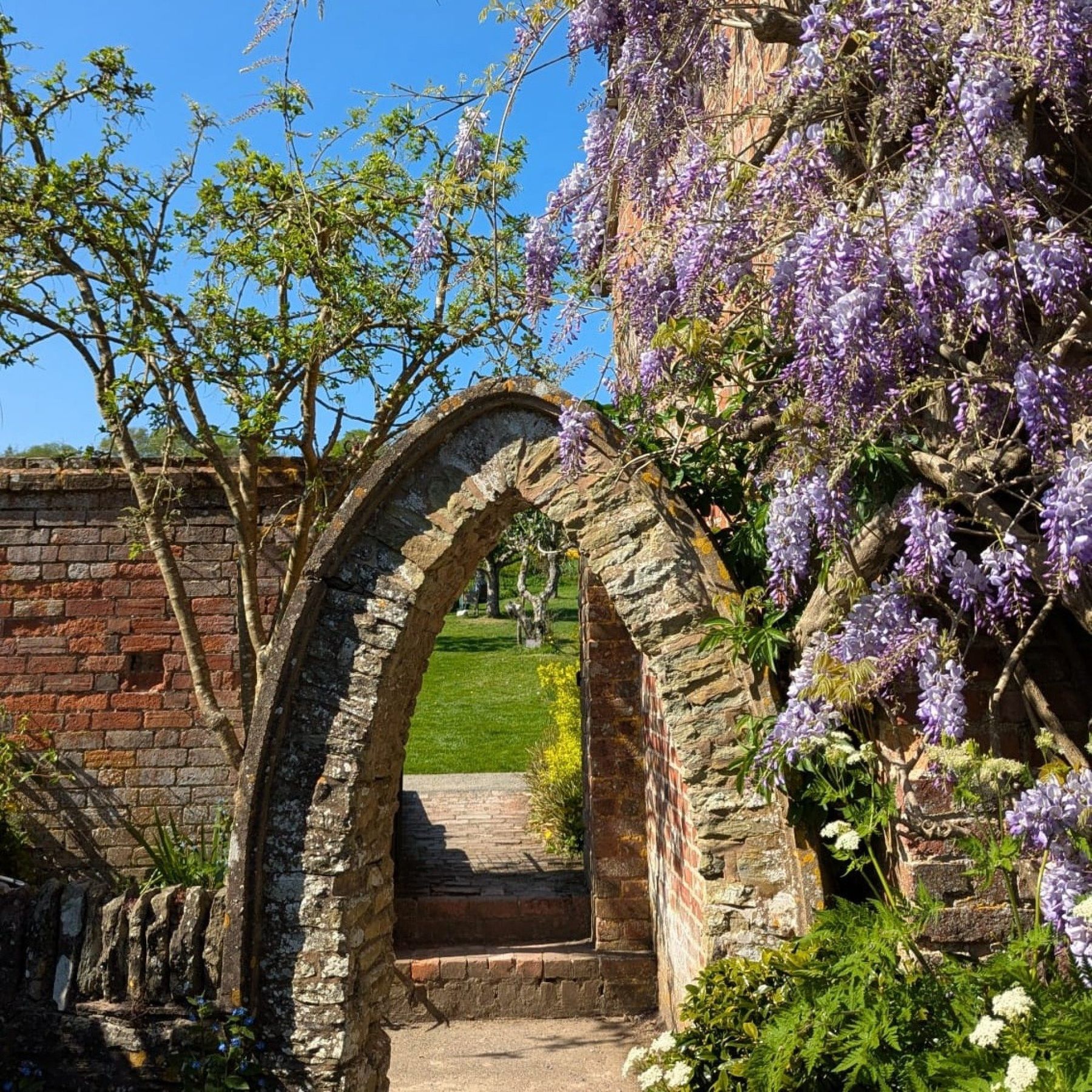 Wisteria season at Croft Castle