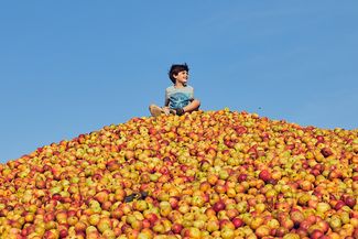 apples