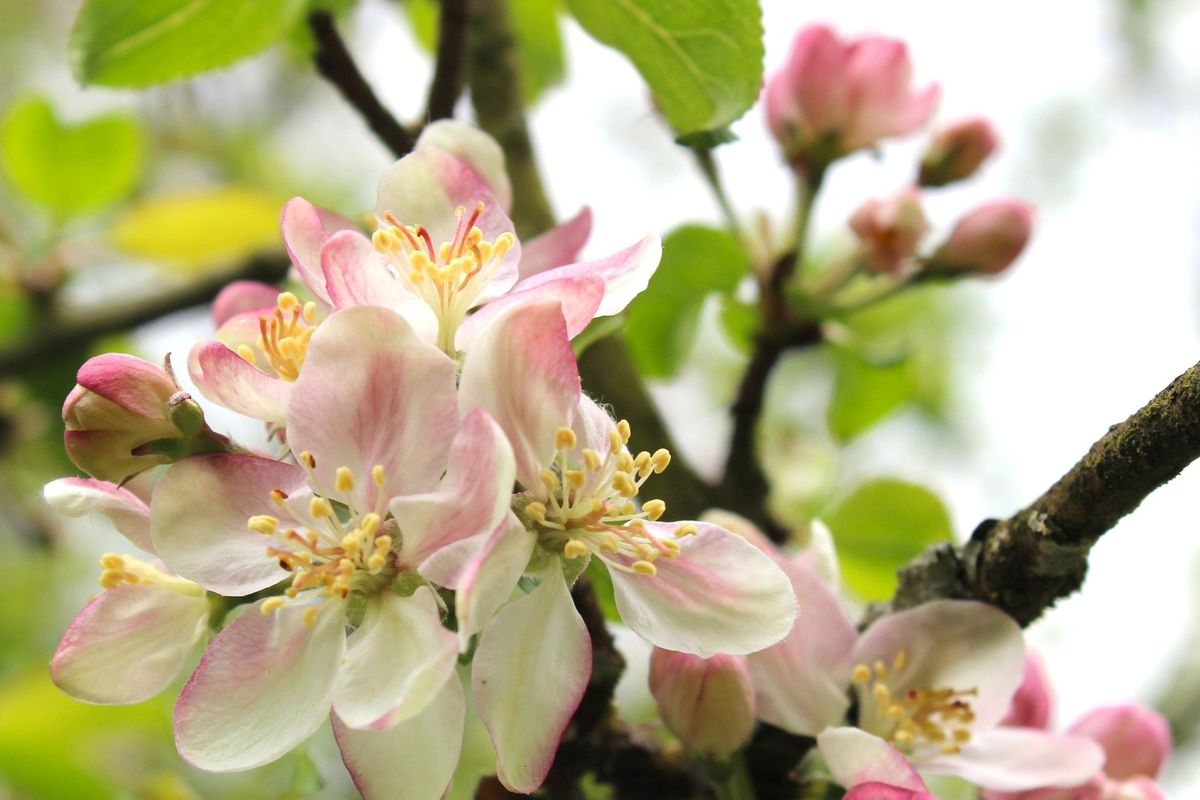 Bulmer's cider orchard